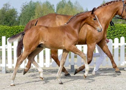 Westphalian online auction for dressage foals