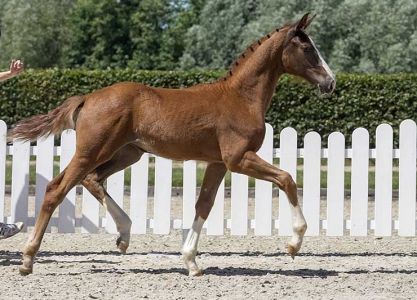 Online Auction dressage foals