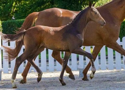 Online Auction dressage foals