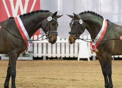 Licensing winners and price peaks jumping stallions