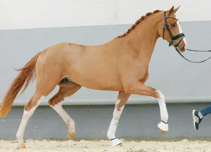 Top-proced horse Benito