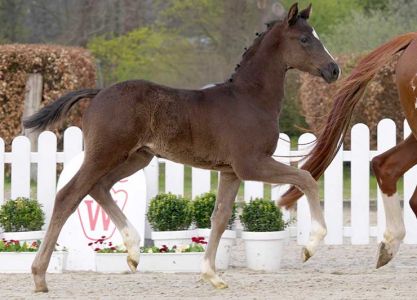 23rd online foal auction - no 1 Deichgraf