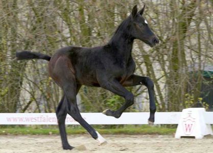 24. Online-Auction jumping foals Number 1