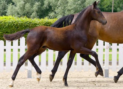 32. Online Auction foals