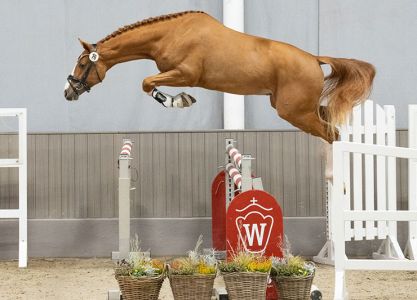 Champion stallion jumping by Classico TN