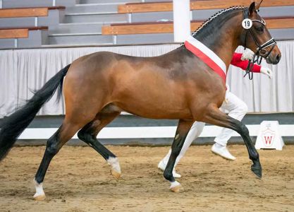 39. Online Auktion Pony Youngster Preisspitze Choco Royal