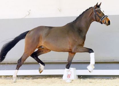 42. Online Auction Youngster Dressage
