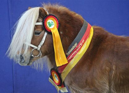 Bundesoffene Shetland Pony Hengstschau