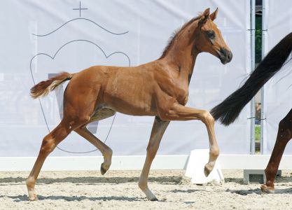 47. Online-Auction Foals