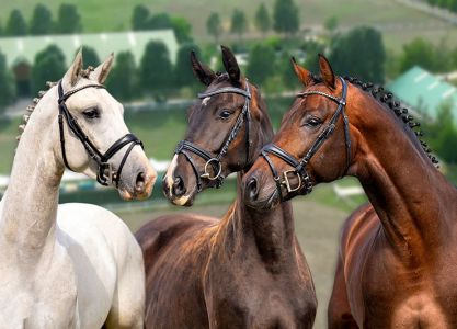 Horse24 Special - 1. Online-Auktion Schlamminger Zucht- und Sportpferde 