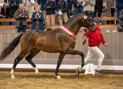 Price peak and champion stallion by Viva Gold
