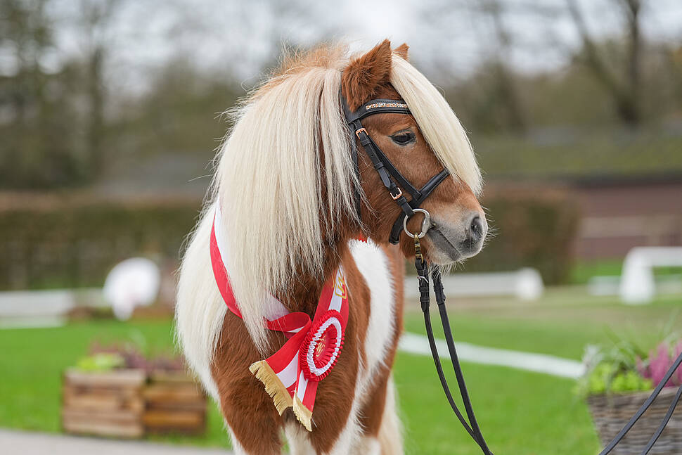 Siegerhengst Shetty unter 87 cm 2024 Siegerhengst Shetty unter 87 cm 2024