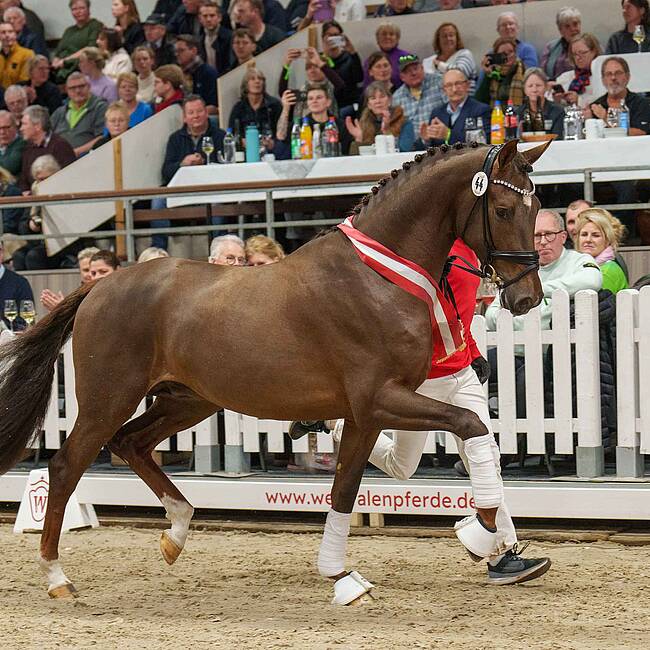 Preisspitze Hengstmarkt Dressur