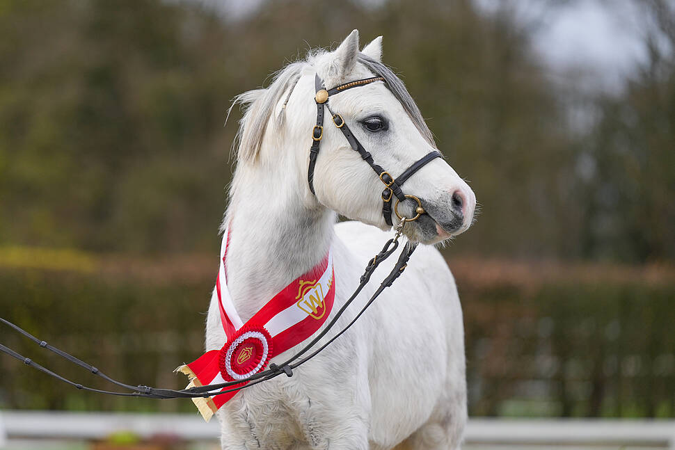 Siegerhengst Welsh A 2024 Siegerhengst Welsh A 2024