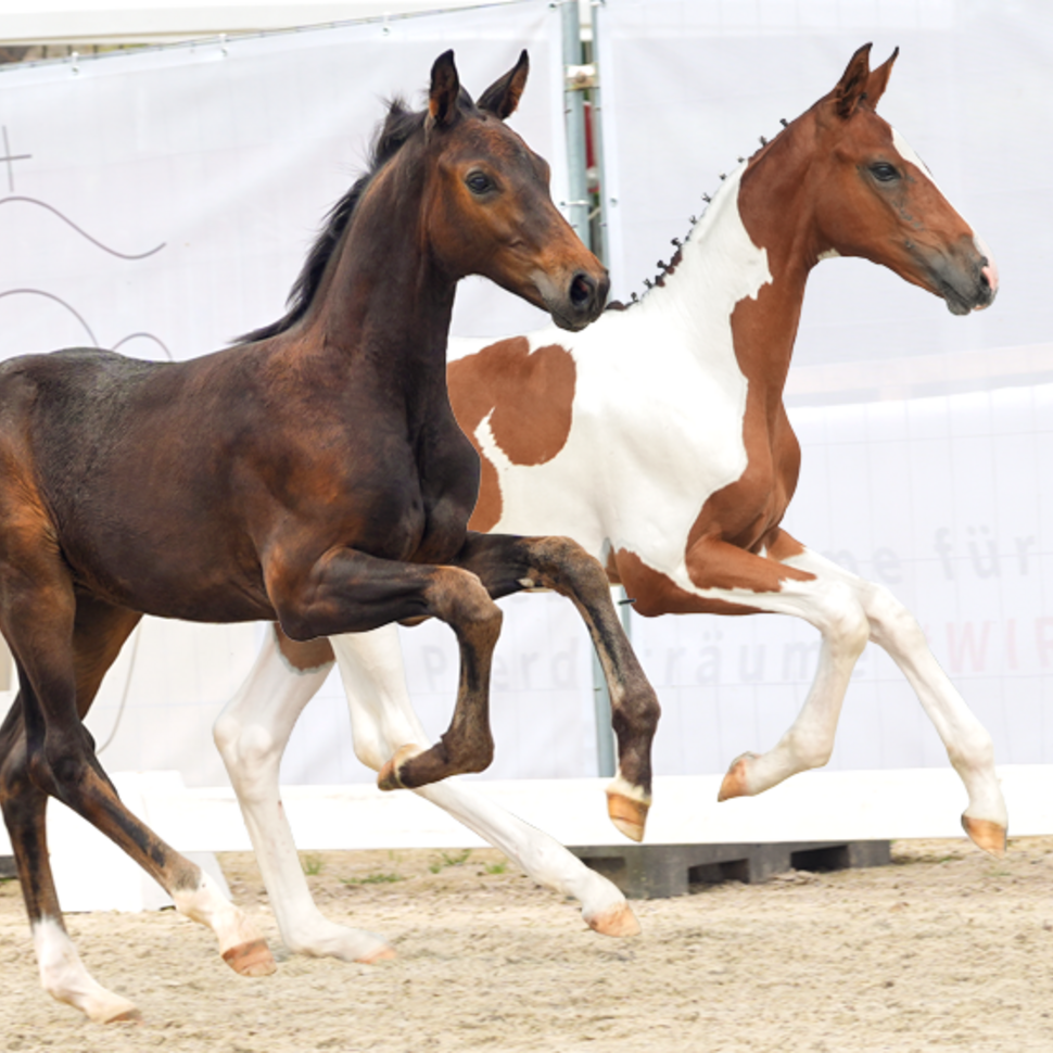 86th online auction foals